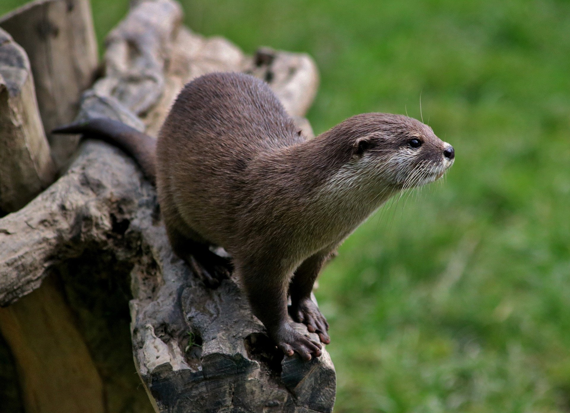 Das Krafttier Otter verbindet die Erde mit dem Wasser